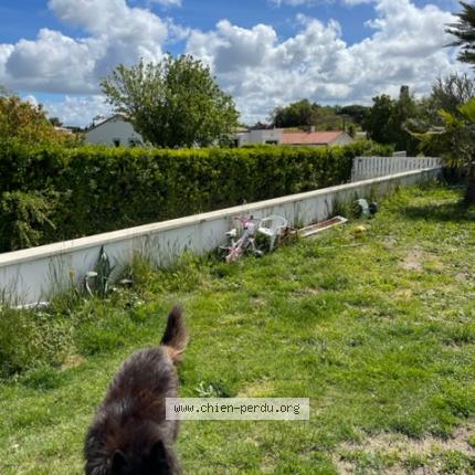 Photo 1/1 Chien retrouvé Perdu à Les mathes