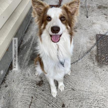 Photo 1/1 Chien retrouvé Trouvé à Coutras