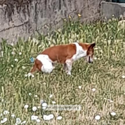 Photo 1/1 Chien retrouvé Perdu à Nanterre