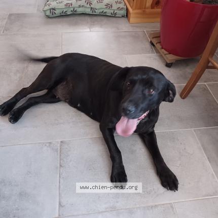 Photo de chien trouvé à Monneville