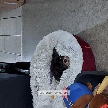 Photo 1/1 Chien retrouvé Perdu à Longvic