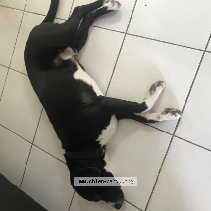 Photo 1/1 Chien retrouvé Perdu à Livry gargan