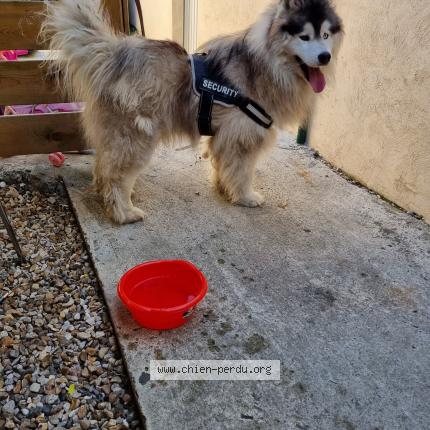 Photo de chien perdu à Gonesse
