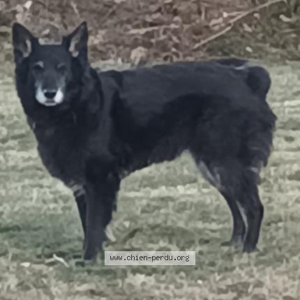 Photo 1/1 Chien retrouvé Perdu à Lubilhac