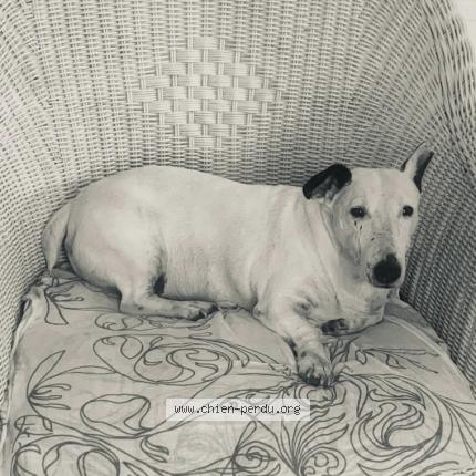 Photo 1/1 Chien retrouvé Perdu à Anglet