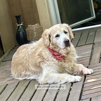 Photo 1/1 Chien retrouvé Perdu à Colomiers