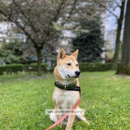 Photo 1/1 Chien retrouvé Perdu à Lacanau plage