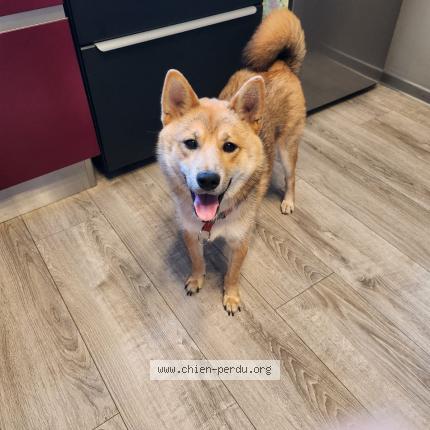 Photo 1/1 Chien retrouvé Perdu à Nice