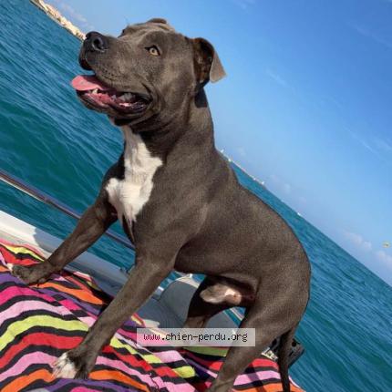 Photo 1/1 Chien retrouvé Perdu à Sete