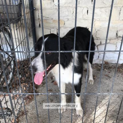 Photo de chien trouvé à St Georges De Rex