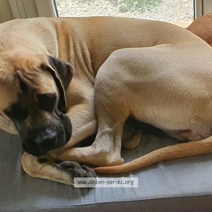 Photo 1/1 Chien retrouvé Perdu à Brezins