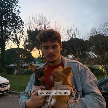 Photo 1/1 Chien retrouvé Perdu à Perpignan