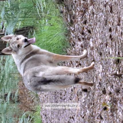 Photo 1/1 Chien retrouvé Perdu à Monterfil