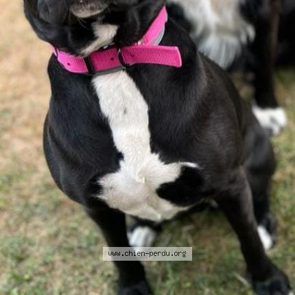 Photo 1/2 Chien retrouvé Perdu à Massy