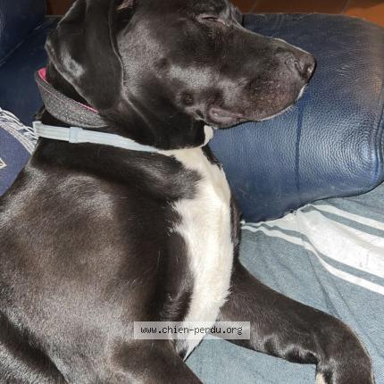 Photo 2/2 Chien retrouvé Perdu à Massy