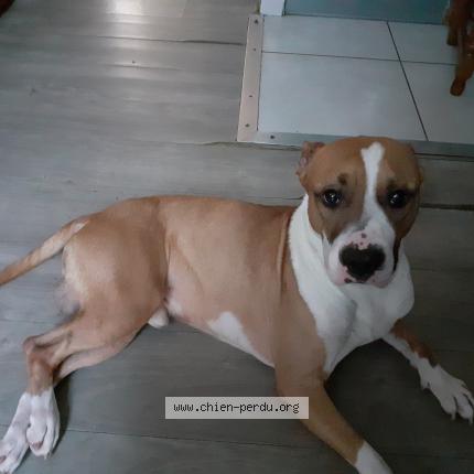 Photo 1/1 Chien retrouvé Perdu à Beauvais