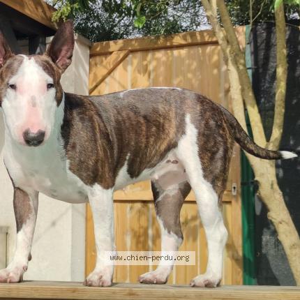 Photo 1/1 Chien retrouvé Perdu à Audenge