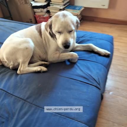 Photo de chien perdu à Beaulieu Sous La Roche