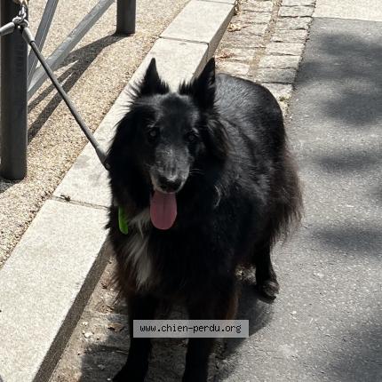 Photo de chien perdu à Agde