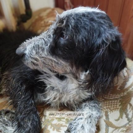 Photo 1/1 Chien retrouvé Perdu à Chatelus le marcheix