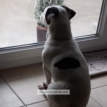 Photo 1/1 Chien retrouvé Perdu à Agneaux