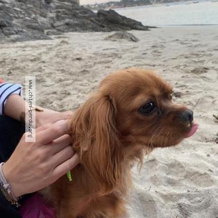 Photo de chien trouvé à Plougivelin