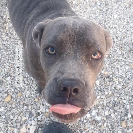 Photo de chien trouvé à Gibourne