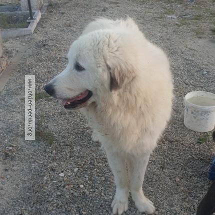 Photo 1/1 Chien retrouvé Trouvé à Gibourne