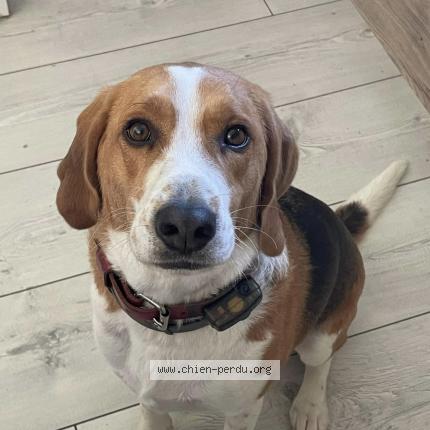 Photo 1/1 Chien retrouvé Perdu à La haye pesnel
