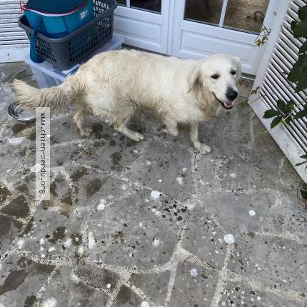 Photo 1/1 Chien retrouvé Trouvé à Ver sur mer