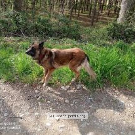 Photo 1/1 Chien retrouvé Perdu à Coudures