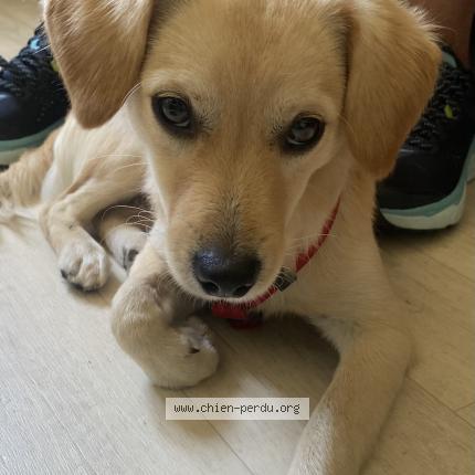 Photo 1/1 Chien retrouvé Trouvé à Aubervilliers