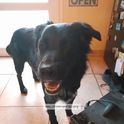 Photo 1/1 Chien retrouvé Perdu à Binic etables sur mer