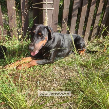 Photo 1/1 Chien retrouvé Trouvé à Fajoles