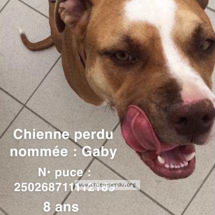 Photo 1/1 Chien retrouvé Perdu à Fontenay en parisis