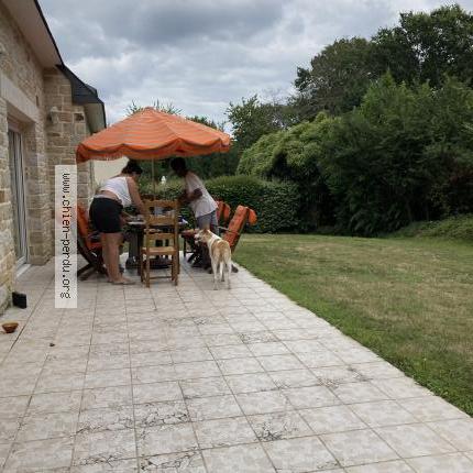 Photo 1/2 Chien retrouvé Trouvé à Fouesnant