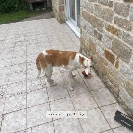 Photo 2/2 Chien retrouvé Trouvé à Fouesnant