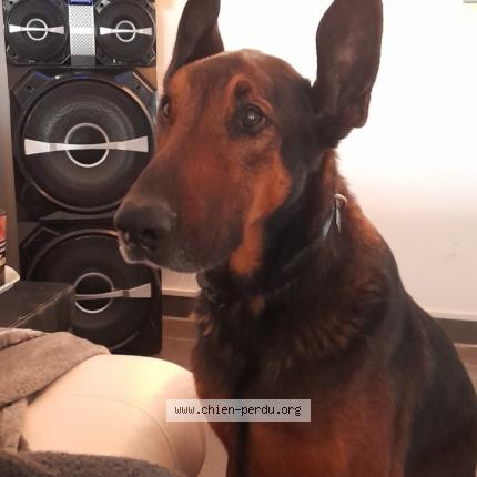 Photo 1/1 Chien retrouvé Perdu à Varambon