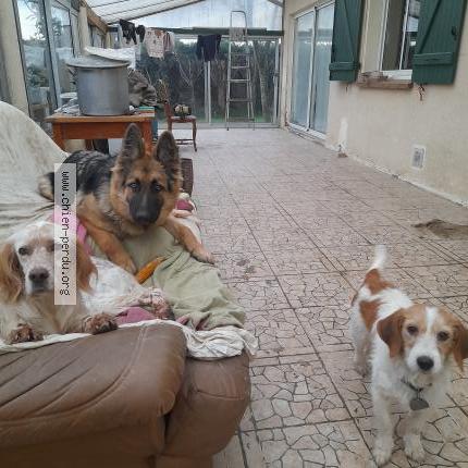 Photo 1/1 Chien retrouvé Perdu à Garrey