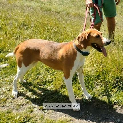Photo de chien perdu à Le Verdon Sur Mer
