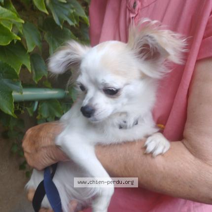 Photo de chien trouvé à Tarn Et Garonne