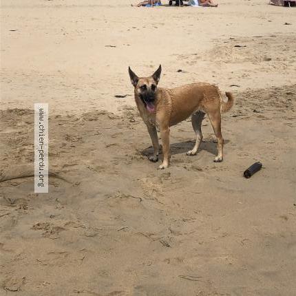 Photo 1/1 Chien retrouvé Perdu à Tilly la campagne
