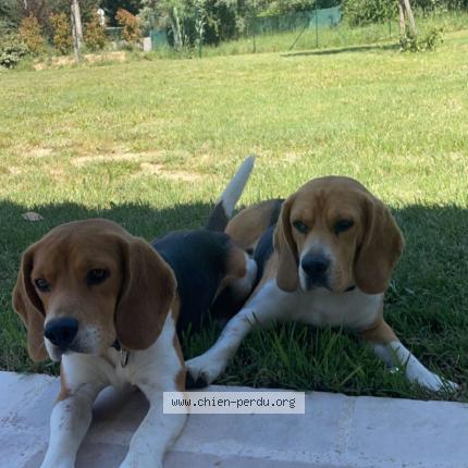 Photo 1/1 Chien retrouvé Perdu à Mimet