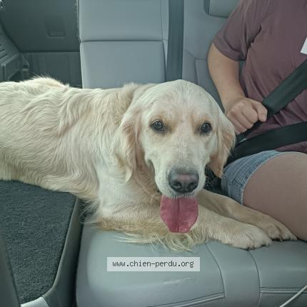 Photo 1/1 Chien retrouvé Trouvé à Ploermel