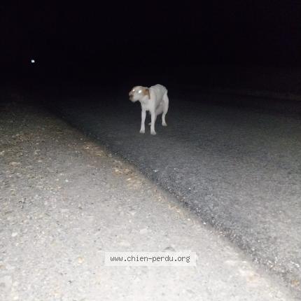 Photo 1/1 Chien retrouvé Trouvé à Barc