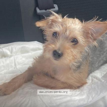 Photo 1/1 Chien retrouvé Perdu à Aubervilliers