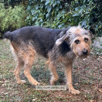 Photo 1/1 Chien retrouvé Perdu à Rillieux la pape