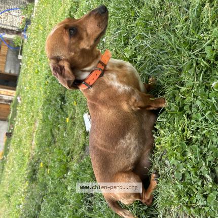 Photo de chien perdu à Pau