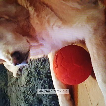 Photo 1/1 Chien retrouvé Perdu à Albi