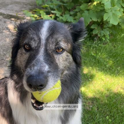 Photo 1/1 Chien retrouvé Perdu à Chomerac